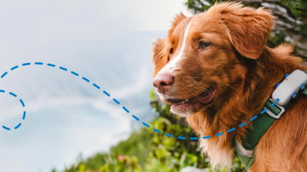Cómo funcionan los nuevos collares GPS inteligentes para perros