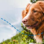 Cómo funcionan los nuevos collares GPS inteligentes para perros