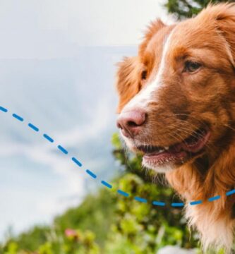 Cómo funcionan los nuevos collares GPS inteligentes para perros