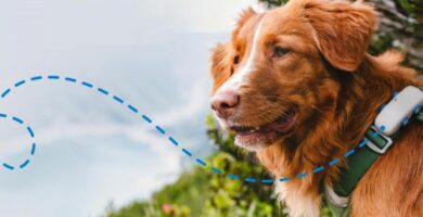 Cómo funcionan los nuevos collares GPS inteligentes para perros