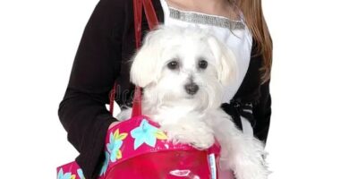 Consejos esenciales antes de comprar cachorros de forma segura 10 Consejos esenciales antes de comprar cachorros de forma segura